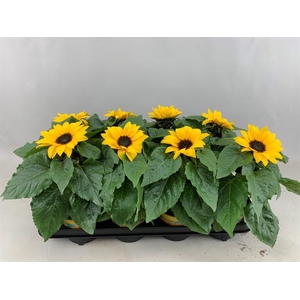 HELIANTHUS SUNSATION