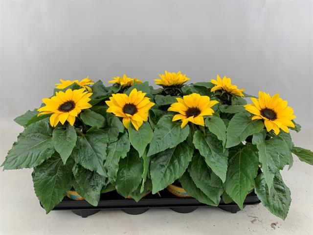 HELIANTHUS SUNSATION