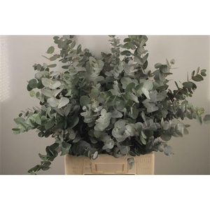 Euc Cinerea Per Bunch Za Short Spray Super