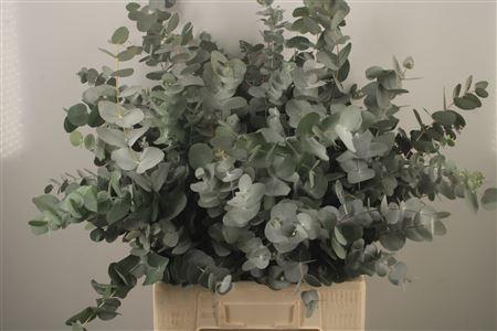 <h4>Euc Cinerea Per Bunch Za Short Spray Super</h4>