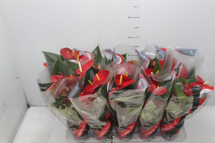 <h4>ANTHURIUM RED SUCCESS P12</h4>