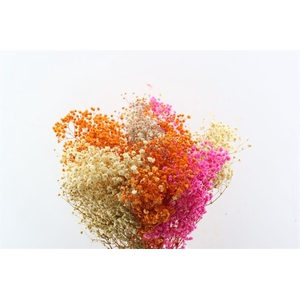 Pres Gyps Bq Rainbow Bunch