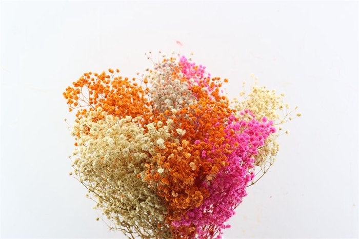 <h4>Pres Gyps Bq Rainbow Bunch</h4>