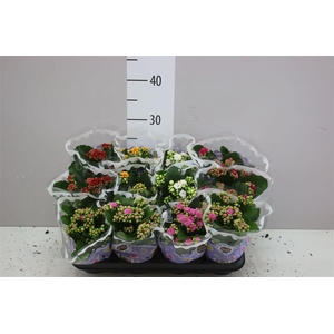 Kalanchoe Calandiva Mix