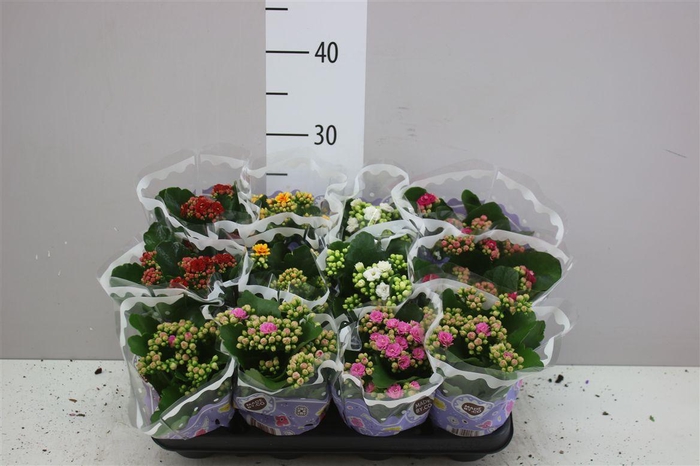 <h4>Kalanchoe Calandiva Mix</h4>