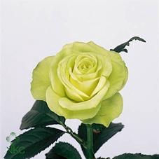 <h4>R GR LEMONADE</h4>