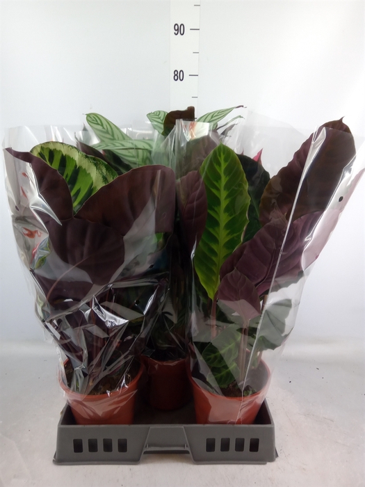 <h4>Calathea   ...mix</h4>