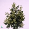 ACACIA DEALBATA TURNER PB
