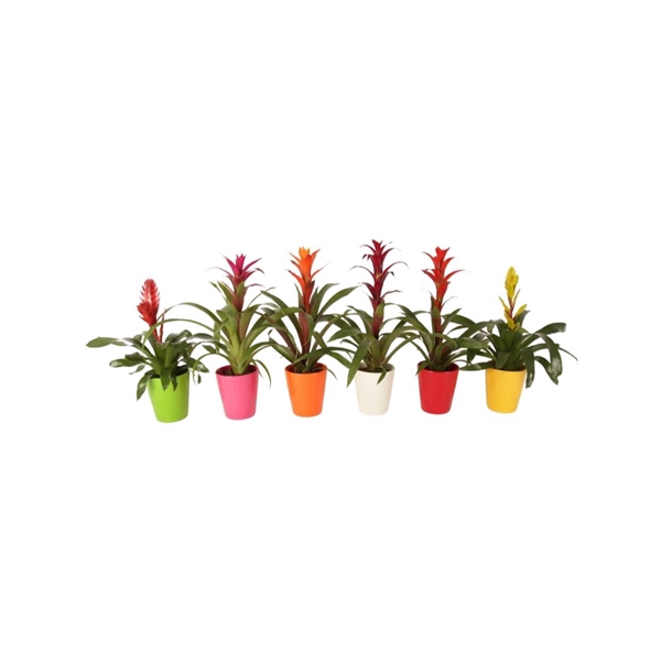 <h4>Bromelia mix in Spring Keramiek</h4>