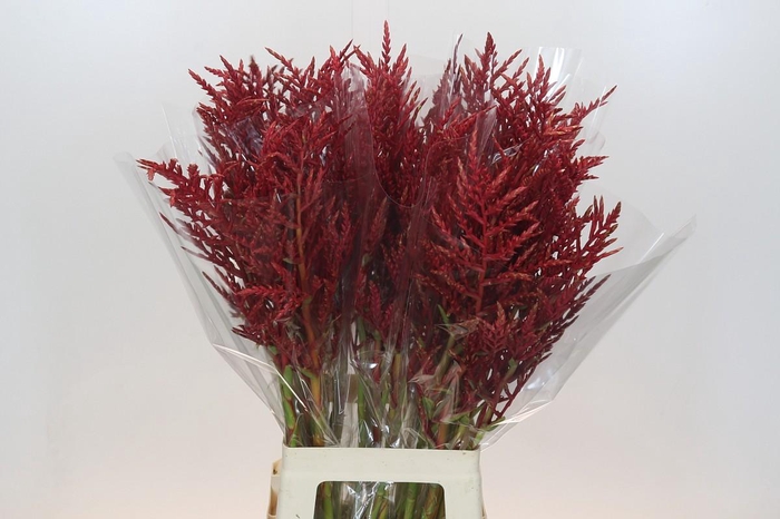 <h4>Bromelia Red Paloma</h4>