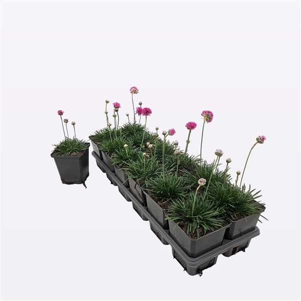 <h4>Armeria maritima 'Splendens'</h4>
