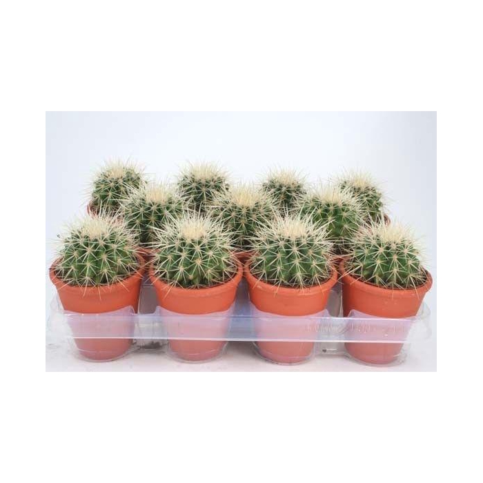 <h4>ECHINOC GRUSONII</h4>