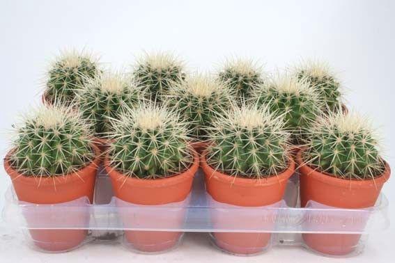 ECHINOC GRUSONII