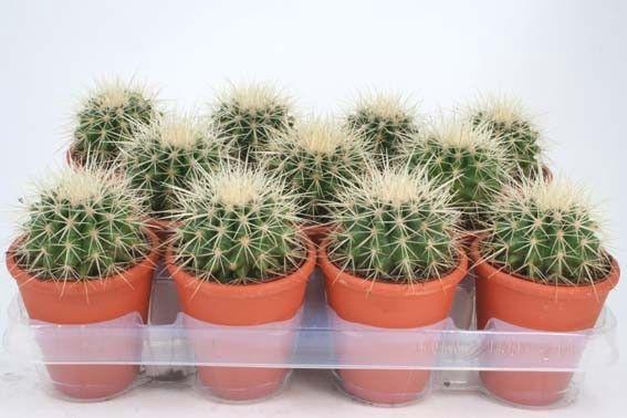 <h4>ECHINOC GRUSONII</h4>