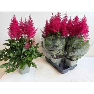 ASTILB A HEAVY METAL