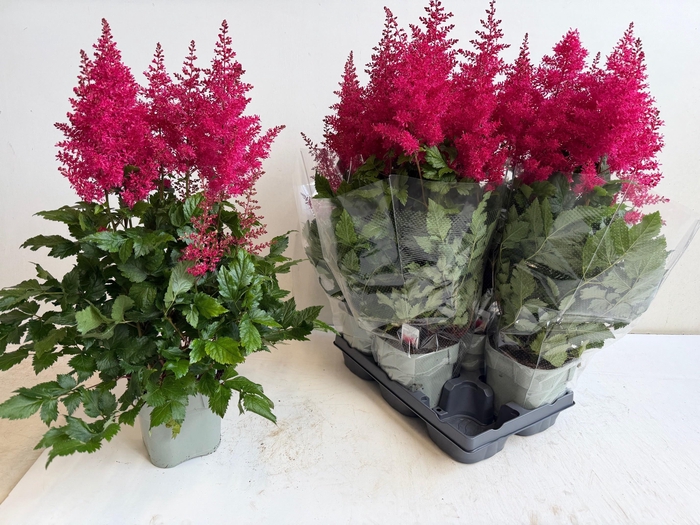 <h4>ASTILB A HEAVY METAL</h4>