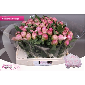 Paeonia Catherina Fontijn | Heavy Quality