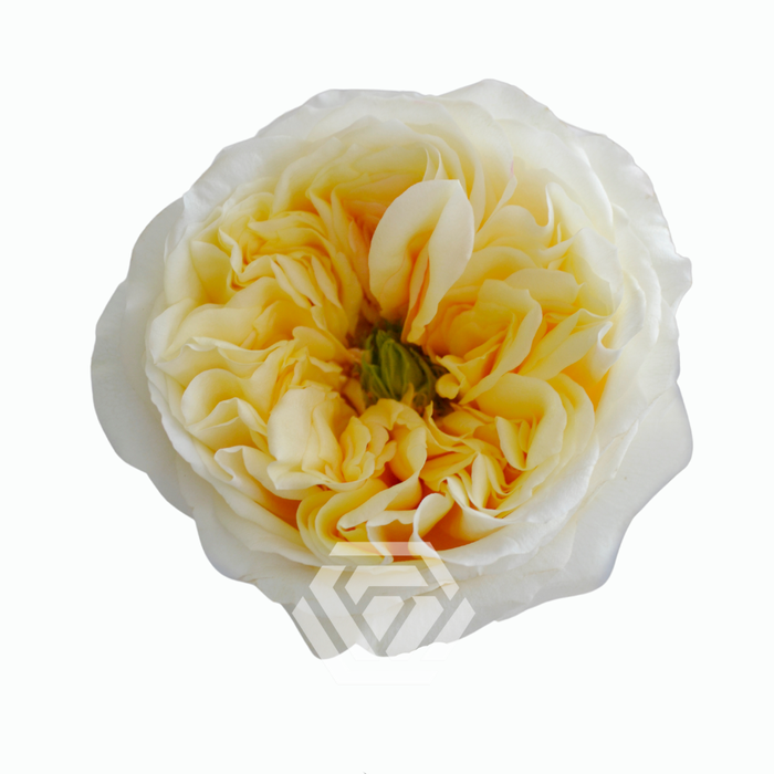 <h4>R GR CREAM X PRESSION</h4>