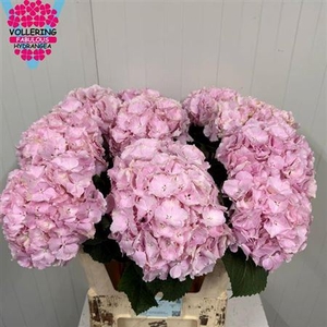 Hydr M Ch Verena Rose