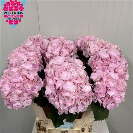 <h4>Hydr M Verena Rose</h4>