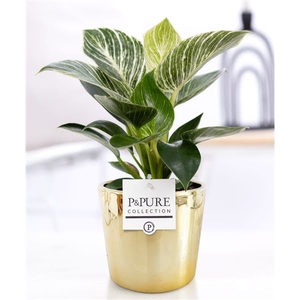 Philodendron White Wave in P&PURE Laryssa ceramics shiny gold