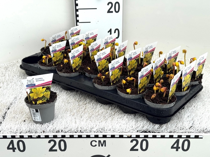 <h4>ERANTHIS HYEMALIS</h4>