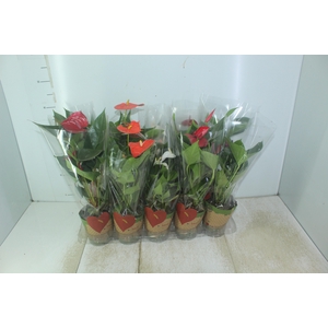 ANTHURIUM VARIADO P12
