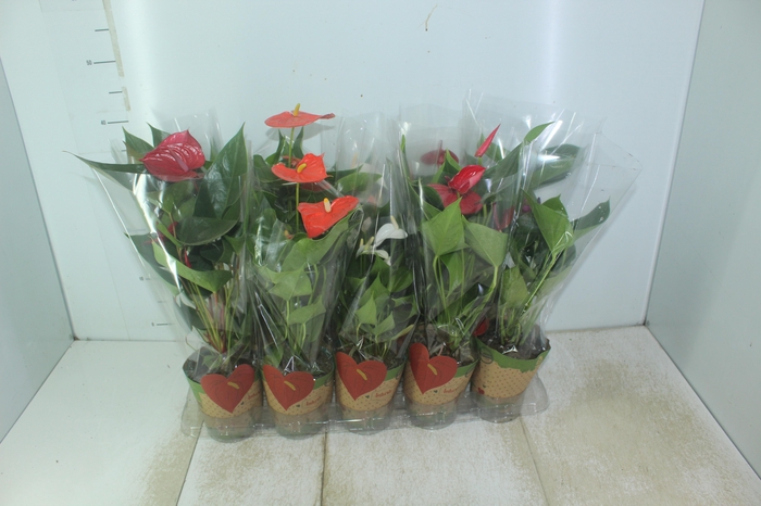 <h4>ANTHURIUM VARIADO P12</h4>