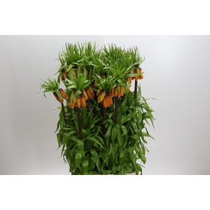 Fritillaria Imperialis Orange Beauty