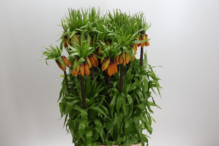 <h4>Fritillaria Imperialis Orange Beauty</h4>