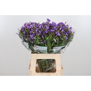 PHLOX P VAN GOGH