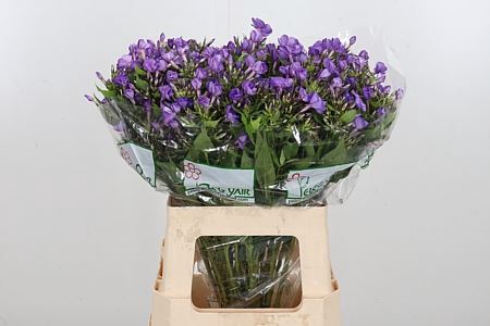 <h4>PHLOX P VAN GOGH</h4>