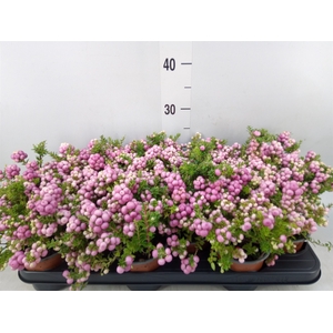Gaultheria   ...rose berry