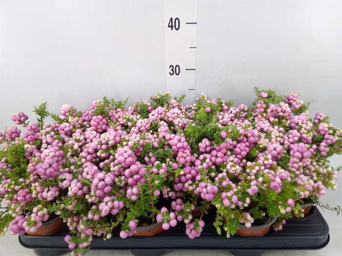 <h4>Gaultheria   ...rose berry</h4>