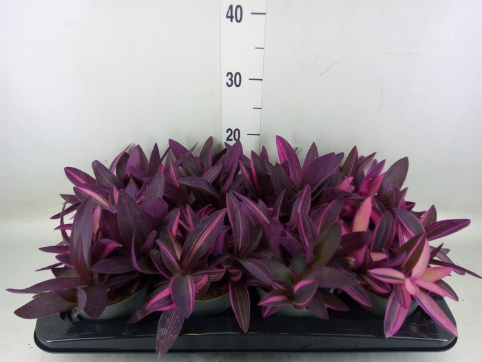 <h4>Tradescantia ...</h4>