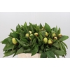 Paeonia Sunny Girl