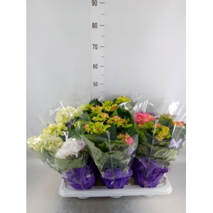 Hydrangea mac.   ...mix