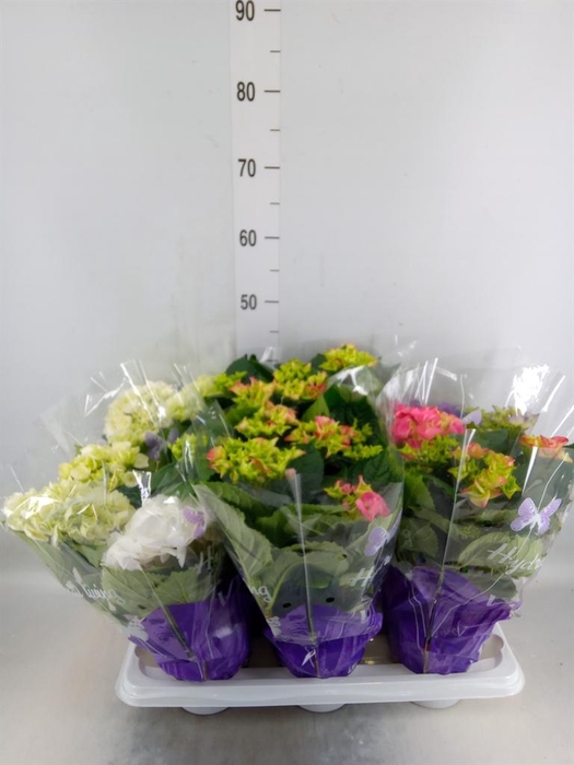 <h4>Hydrangea mac.   ...mix</h4>