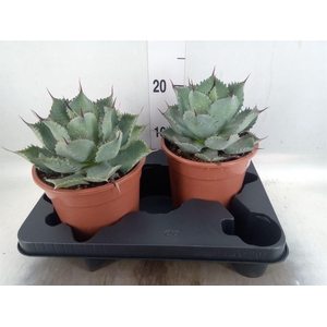 Agave   ...