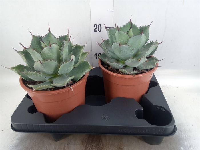 <h4>Agave   ...</h4>
