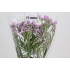 STATICE LILAS 050 CM
