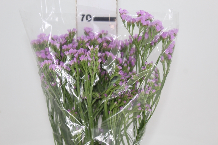 STATICE LILAS 050 CM