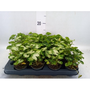 Syngonium 'Pixie'