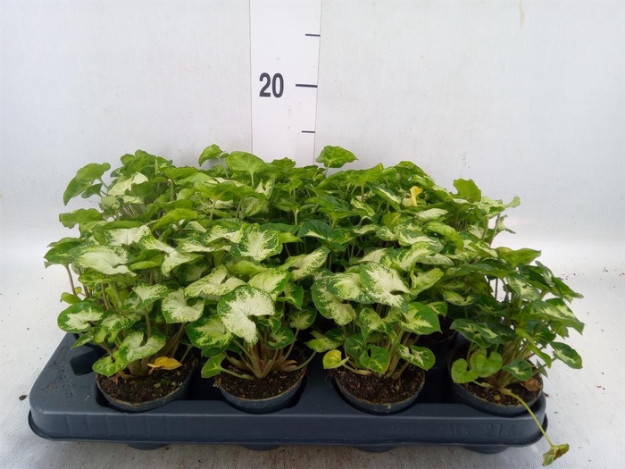 <h4>Syngonium  'Pixie'</h4>