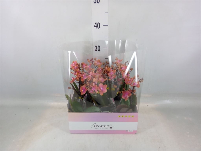 <h4>Phalaenopsis multi.   ...orange</h4>