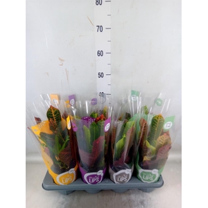 Codiaeum var. GR 'Excellent'