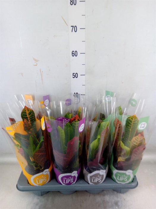 <h4>Codiaeum var. GR 'Excellent'</h4>