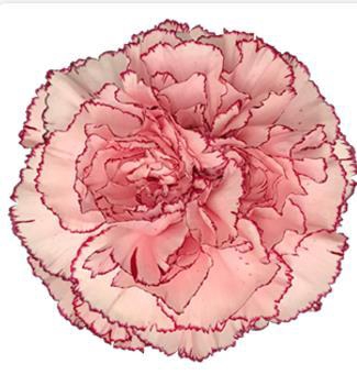 <h4>Di St Mariposa</h4>