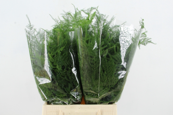 <h4>ASP IT 1e VEREN</h4>