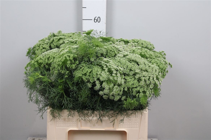 Ammi Visnaga